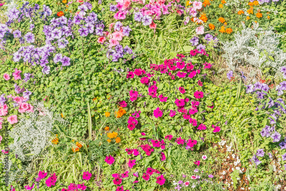 Colorful flowers on the flowerbed at summer time.
