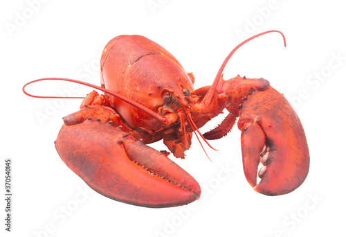 Cooked lobster isolated on white background, American lobster (Homarus americanus)