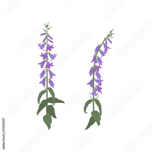 Vector illustration of a beautiful blue campanula