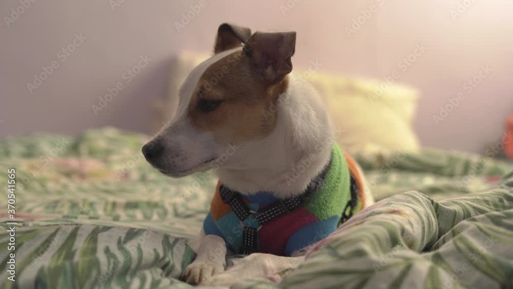 Cute terrier dog sitting indoors on a bed Cute terrier dog sitting indoors on a bed