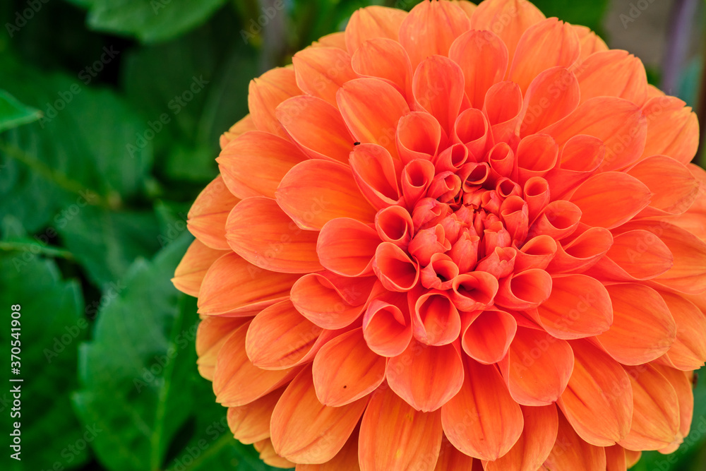 Close up of flower dahlia for background, Soft focus. Close up of flower dahlia for background, Soft focus.
