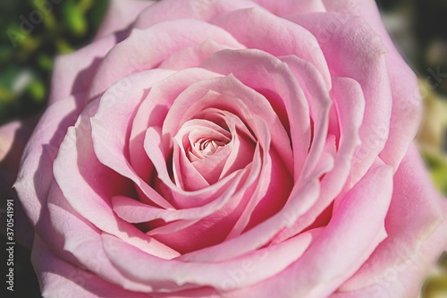 Pink rose flower close up bloom
