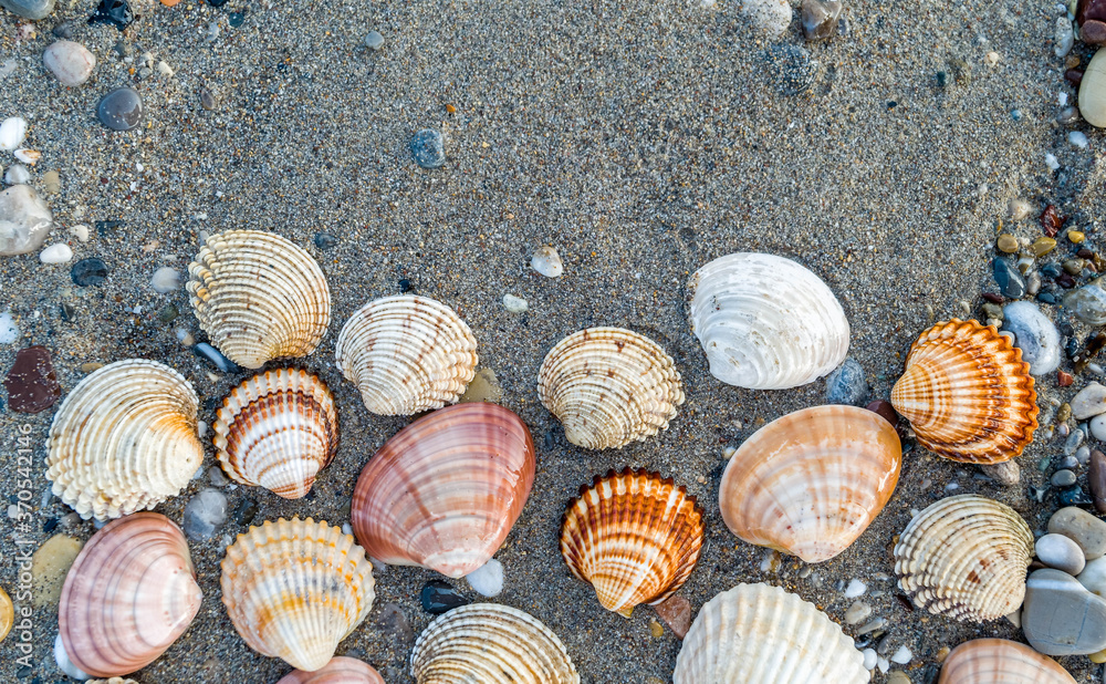 collection of sea shells on dark wet sand beach top view  closeup, space for text