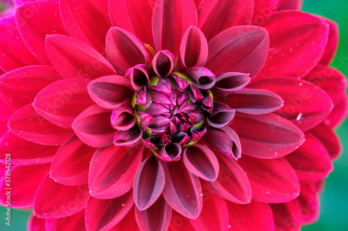Close up of flower dahlia for background, Soft focus. © Andreas Fischer