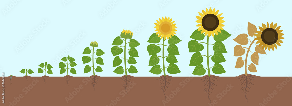 Sunflower growth stages. Agriculture plant development. Helianthus ...