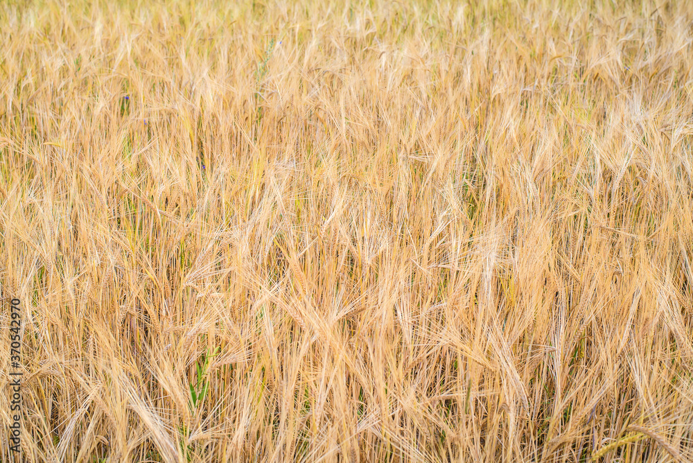 Fototapeta premium Abstract background of ears in the field