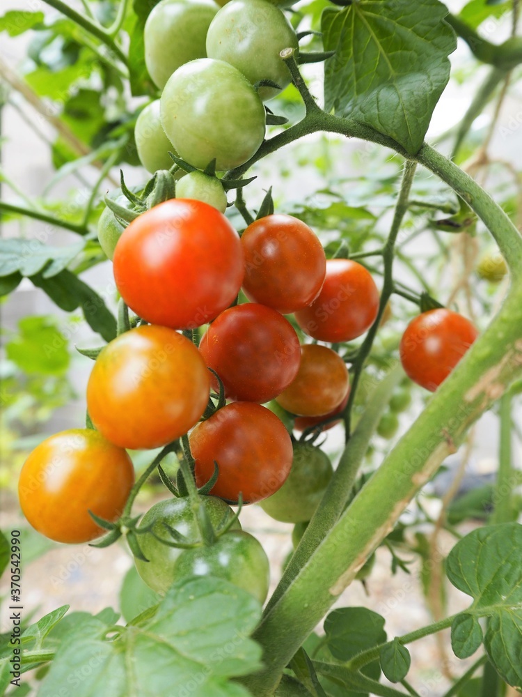 夏の畑に鈴なりに実ったプチトマト