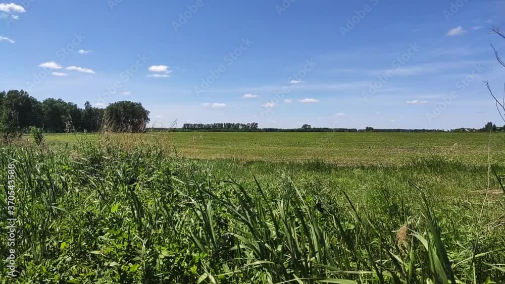 Kamen-na-Obi, Altai, Russia - May 25, 2020:  The boundless green field and blue sky. View.