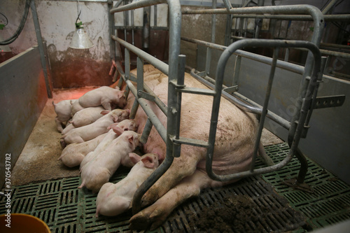 Farrowing crates in pig farms. Swine farming - parent swine farm. Many pigs are eating pork breast milk.