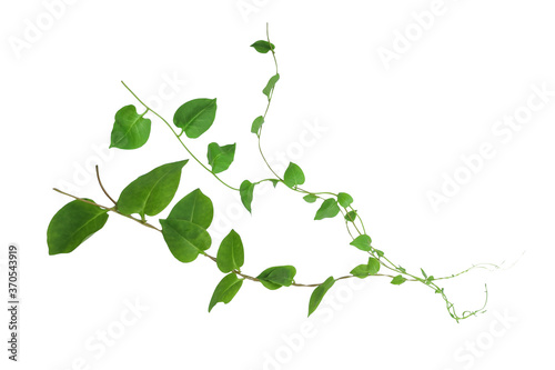 Heart shaped green leaves climbing vines ivy of cowslip creeper  Telosma cordata  the creeper forest plant growing in wild isolated on white background  clipping path included.