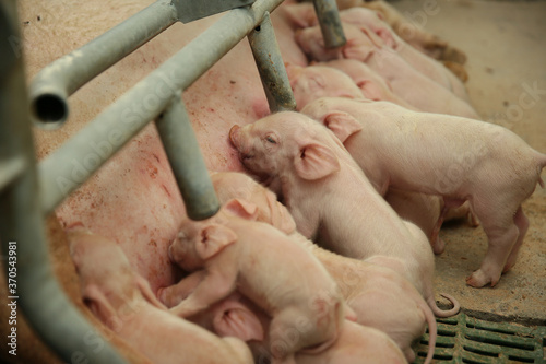 Farrowing crates in pig farms. Swine farming - parent swine farm. Many pigs are eating pork breast milk.