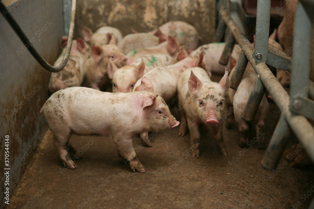 A small piglet in the farm. group of mammal waiting feed. swine in the stall. Popular animals raised around the world for meat consumption and business trading. A small piglet in the farm. group of mammal waiting feed. swine in the stall. Popular animals raised around the world for meat consumption and business trading.