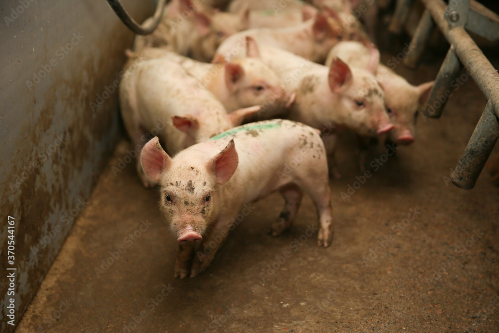 A small piglet in the farm. group of mammal waiting feed. swine in the stall. Popular animals raised around the world for meat consumption and business trading. A small piglet in the farm. group of mammal waiting feed. swine in the stall. Popular animals raised around the world for meat consumption and business trading.