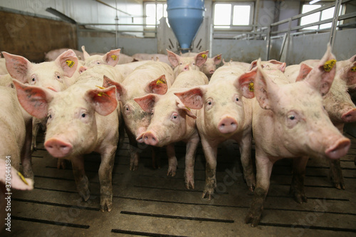 Fotografie Lots of pigs in animal shed eating, standing and lying