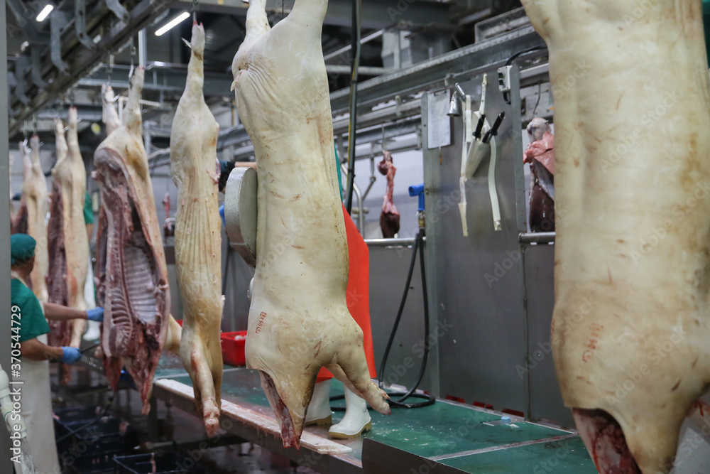 Dead slaughtered pigs hanging in butchery slaughterhouse. Fresh pork ...