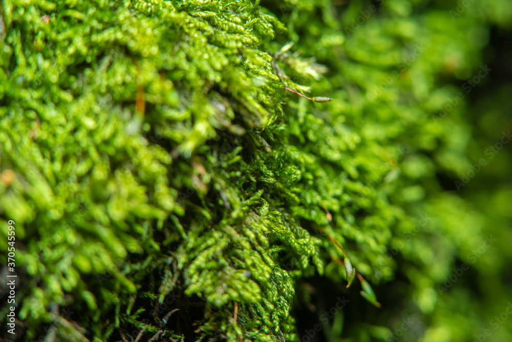 Green background with tree climacium moss in soft focus at high magnification. Highly visible sprouts of moss, sporangium and sporophyte. Beauty of nature and the environment.