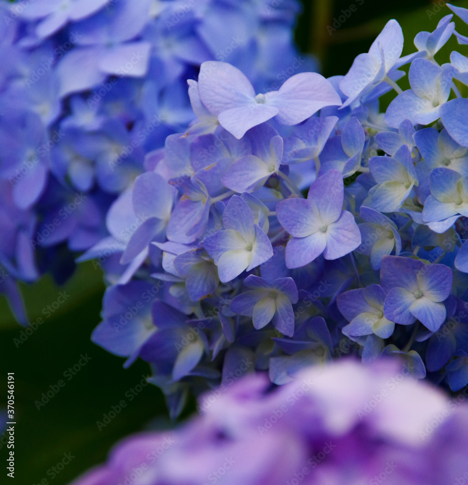 Blue and Lavender Hydrangea Blue and Lavender Hydrangea