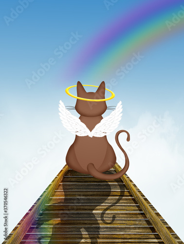 Fotografia cat on the rainbow bridge in the heaven