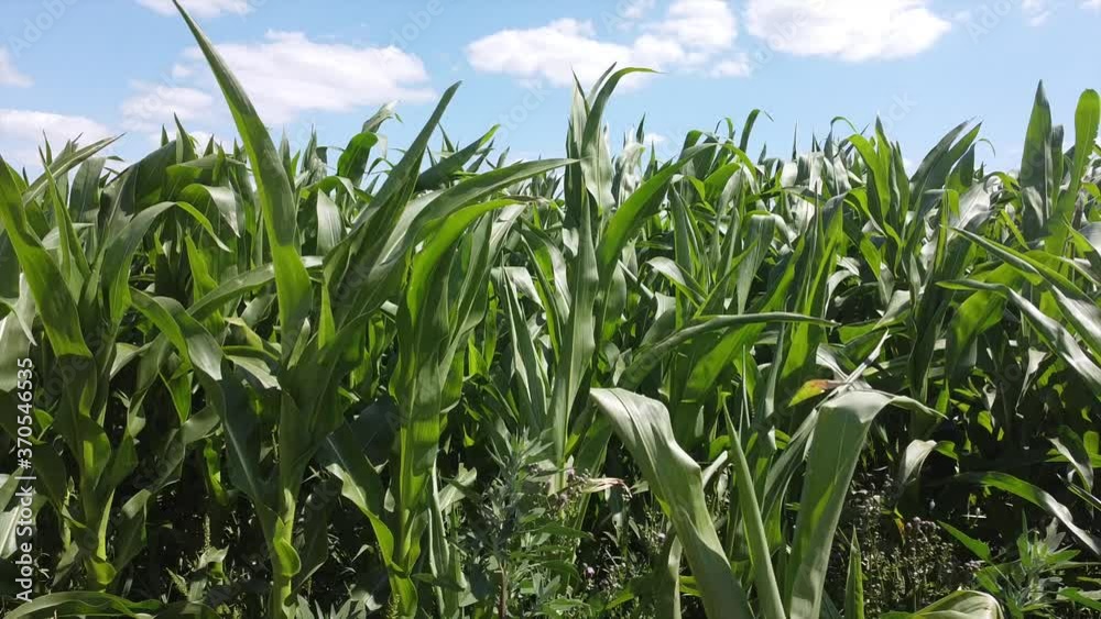 High and green stems of green corn in the field High and green stems of green corn in the field