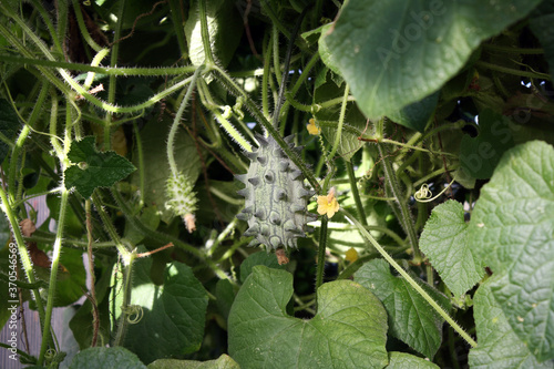 Kiwano is an African cucumber (or horned melon) growing in a greenhouse.