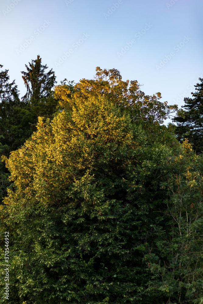 Naklejka premium Branches and Leaves Being Lit by the Early Sunlight in the Morning III