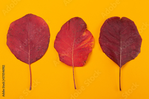 Fototapeta Naklejka Na Ścianę i Meble -  three red autumn leaves lie in a row on yellow background, concept