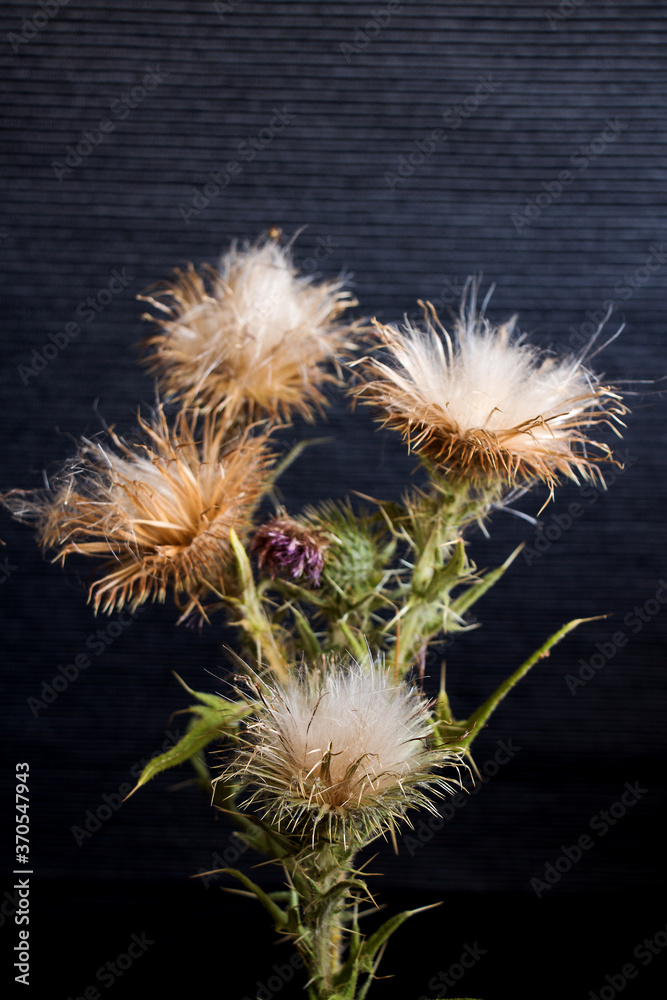 Fototapeta premium verblühte distel mit blättern und stacheln vor schwarzen hintergrund