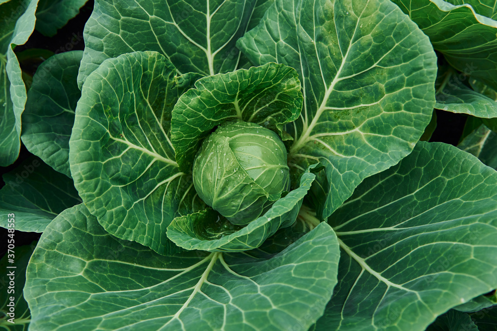 Top view of green fresh cabbage that growing at the farm's soil Top view of green fresh cabbage that growing at the farm's soil