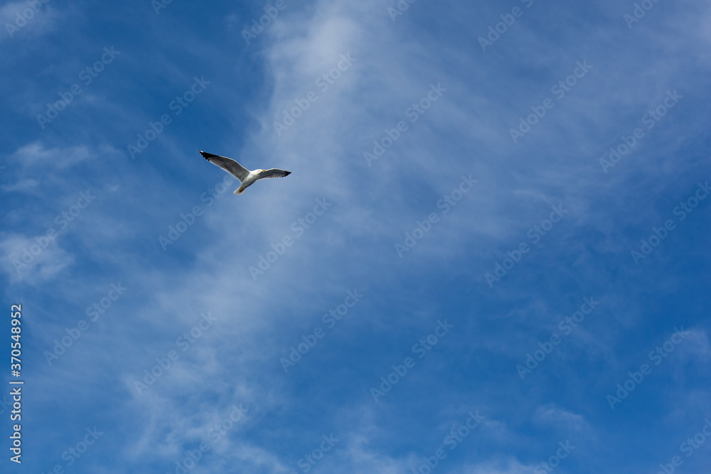 seagull