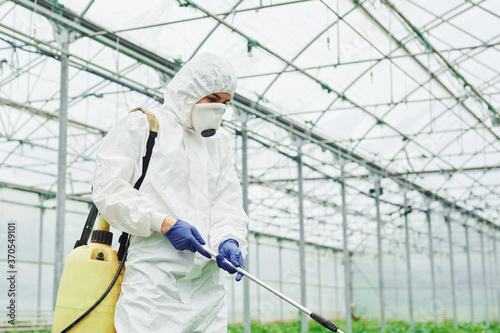 Young greenhouse female worker in full white protective uniform watering plants inside of hothouse
