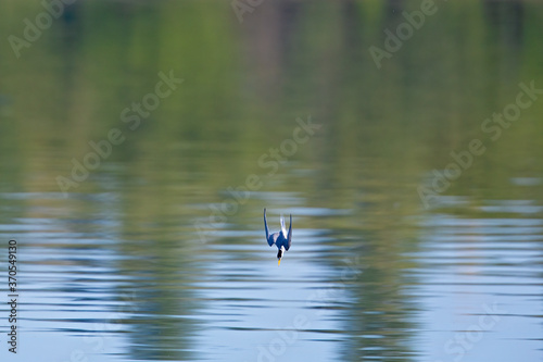Little tern (Sternula albifrons) diving full speed in a lake in Germany