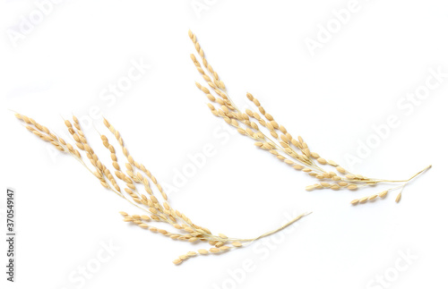 Ears of rice isolated on white background