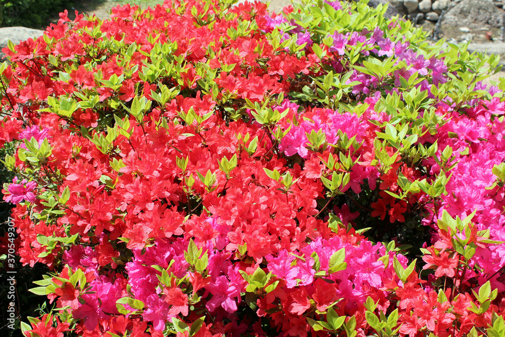 close-up royal azalea blossoms . red and pink royal azalea blossoms . close-up royal azalea blossoms . red and pink royal azalea blossoms .