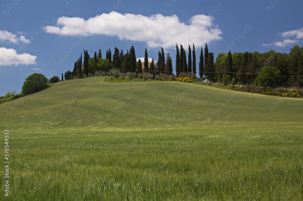 Landscape near San Gimignano, Province of Siena, Tuscany, Italy, Europe
