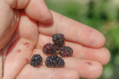   little black mulberry in the palm of your hand  © Andrei