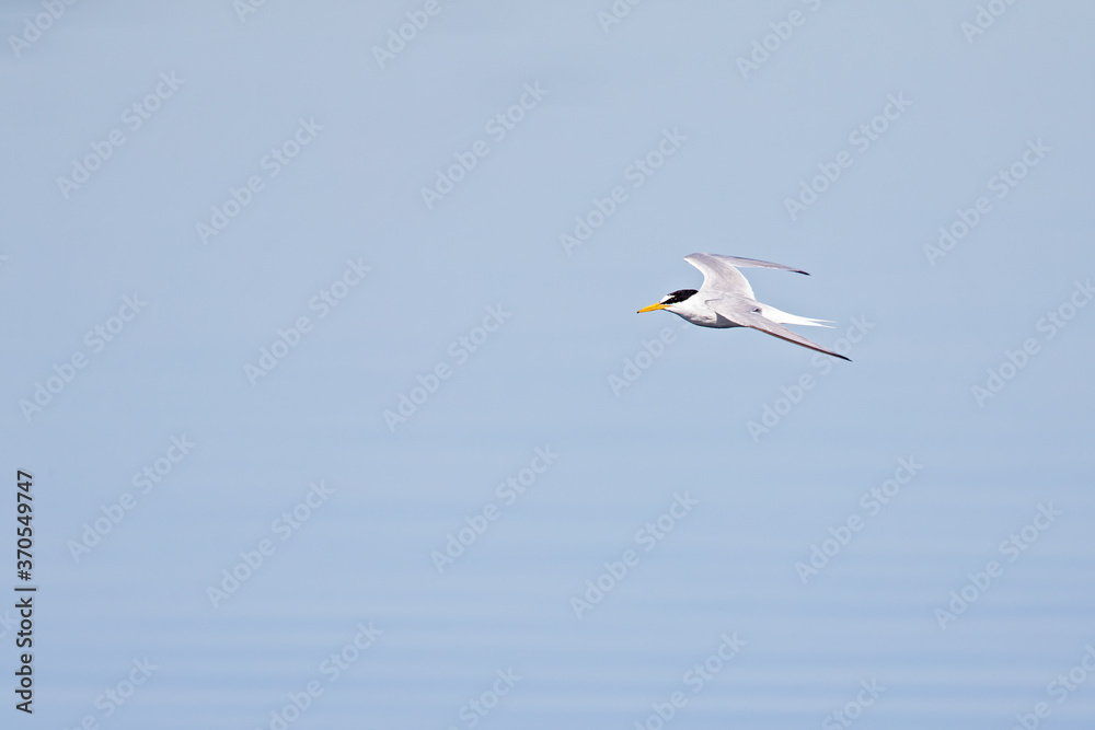 little tern (Sternula albifrons) in flight full speed hunting for small fish above a lake in Germany little tern (Sternula albifrons) in flight full speed hunting for small fish above a lake in Germany