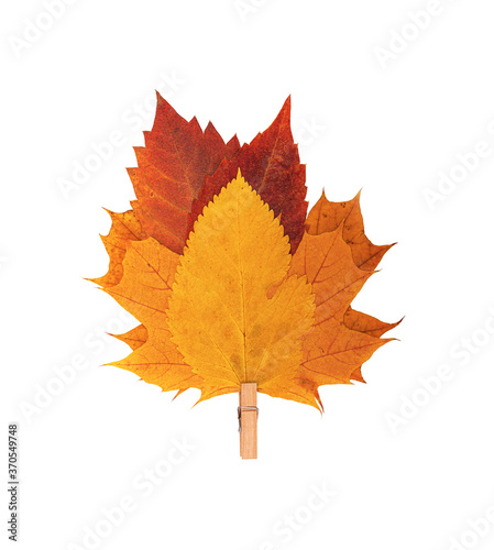 Autumn yellow leaf isolated on a white background.