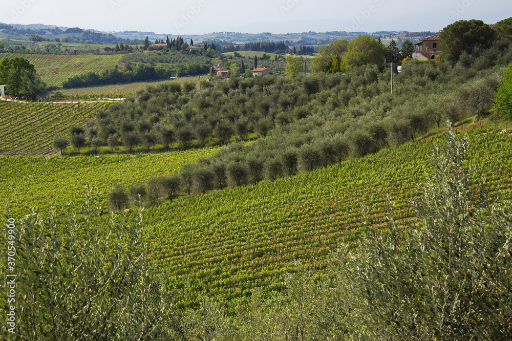 Landscape near San Gimignano, Province of Siena, Tuscany, Italy, Europe
