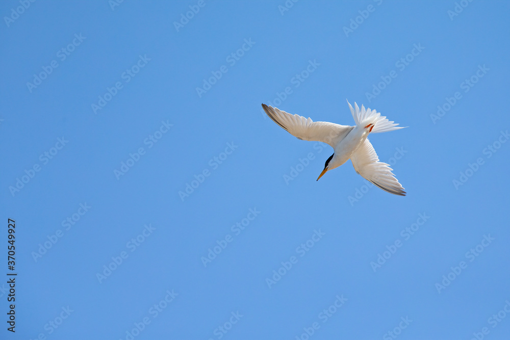 little tern (Sternula albifrons) in flight full speed hunting for small fish above a lake in Germany
