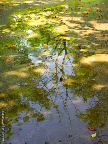 Fototapeta Naklejka Na Ścianę i Meble -  夏の朝の木漏れ日と水溜まりのある雨上がりの公園風景