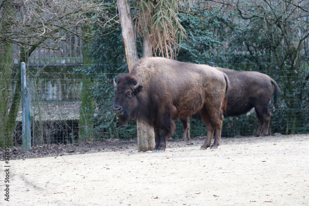 tiere