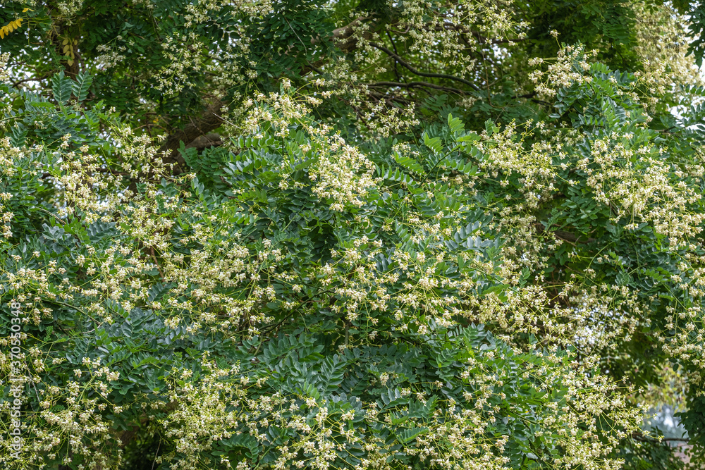 Sophora japonica, Styphnolobium japonicum Blüte