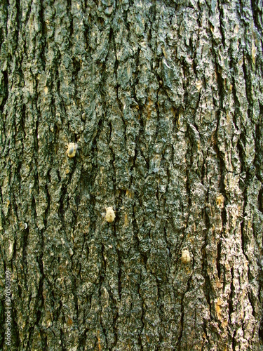 蝉の抜け殻のある夏のヒマラヤ杉の幹 © smtd3