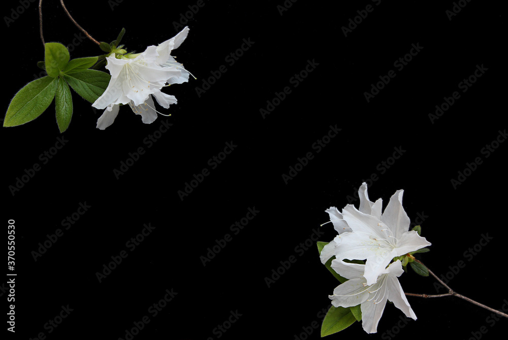 Obraz premium Royal azalea blossom. Rhododendron petal. white azaleas flowers.
