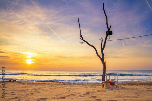 Coastal landscape at sunrise - view of the beach with lonely dry tree. The concept of tourism, travel, vacation