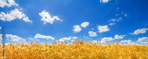 Rural landscape  panorama  banner - view of the wheat field in the rays of the summer sun