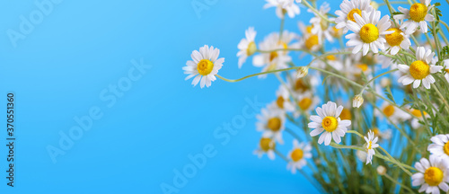 Сhamomile (Matricaria recutita), blooming spring flowers on a blue background, closeup, selective focus, with space for text © rustamank