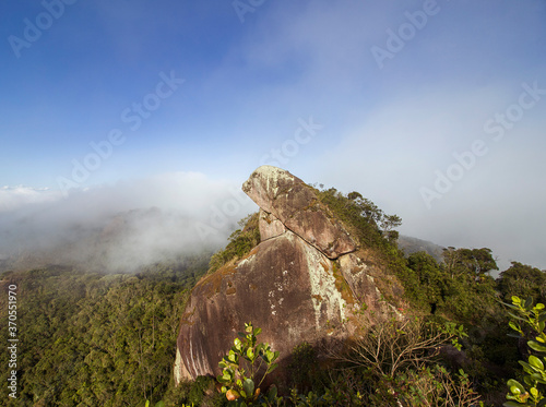 frog stone mountain brazilian forest