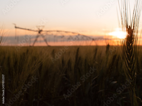 Pivot on Wheat field at sunset