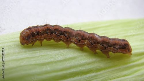 Old World bollworm (Helicoverpa armigera) caterpillar